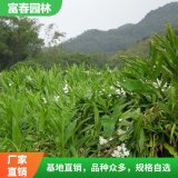 苗圃出售 姜花 池塘河道造景植物 道路綠化苗 花壇花鏡鑲邊配植