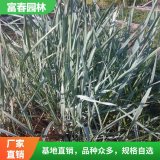 基地出售藍(lán)濱麥 大小杯苗 花壇庭院園林綠籬色塊布景用苗