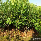 海桐10-30公分 適應(yīng)性強(qiáng) 能耐寒冷 庭院綠化觀葉植物規(guī)格齊全