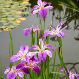 鳶尾花 多年生水生植物 景區(qū)園林觀賞種植花壇濕地綠化 規(guī)格齊全