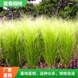 盆栽細莖針茅 營養(yǎng)袋 園林綠化工程 觀賞草基地 墨西哥羽毛草