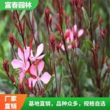 出售紫叶千鸟花 花坛花镜配植 切花材料 园林草坪点缀绿化苗