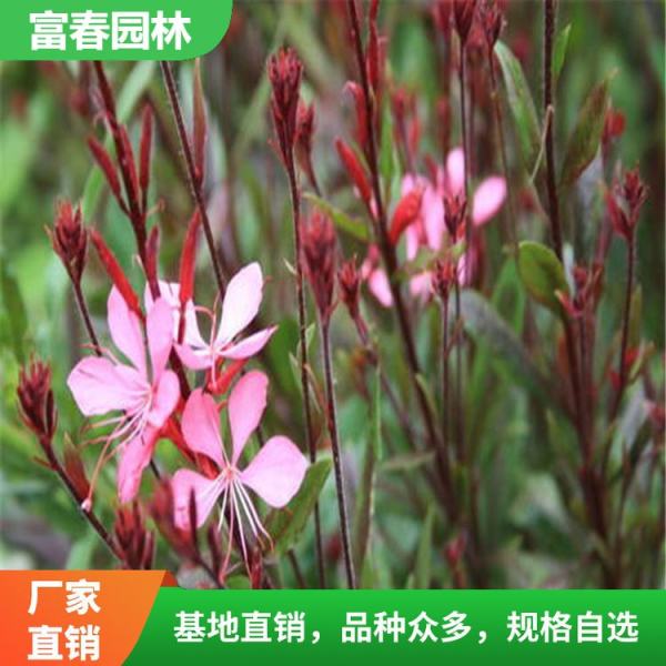 紫葉千鳥(niǎo)花