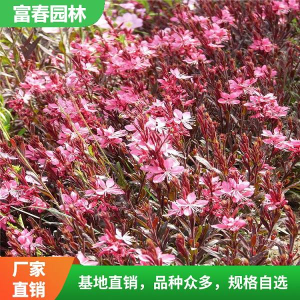 紫葉千鳥(niǎo)花