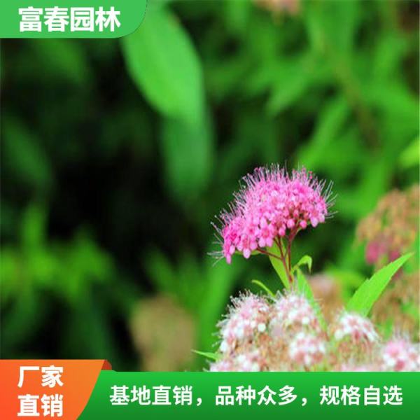 红花绣线菊