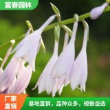 常年供应紫萼 紫 萼苗 自产自销 基地种植 观花植物 园林绿化