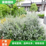 水果蘭 觀葉植物 觀葉景觀樹 盆栽 基地 景區(qū)園林綠化苗