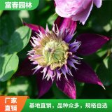 铁线莲 倒影 紫子丸 皇帝 花架攀援绿植栅栏墙体绿化 爬藤植物