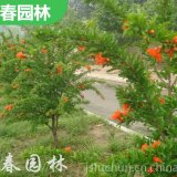 苗圃出售 石榴 庭院園林造景植物 可食用觀(guān)賞果樹(shù)