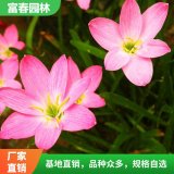 常年供应韭兰 韭 兰苗 自产自销 基地种植 庭院造景观花球根植物