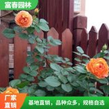 欧月 球状月季花苗 蜂蜜焦糖月季 庭院绿植阳台窗台盆栽