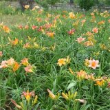 基地出售大花萱草苗 小區(qū)庭院公園造景綠化花壇租擺 切花材料規(guī)格全