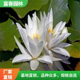 白睡蓮基地種植批 品優(yōu)價(jià)廉 別名水浮蓮 子午蓮