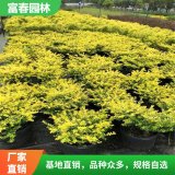 金寶石冬青花境植物加侖盆苗杯苗 花壇花帶園林綠化工程苗