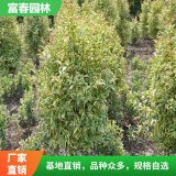 供应各种规格三色女贞球形棒棒糖形花境植物 园林绿化工程苗