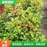 花卉落新婦盆栽帶花 陽臺(tái)花園多年生宿根耐陰 花綠化苗