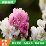 出售 洒金碧桃 花园花坛景观花卉 景区园林小区绿化花苗