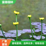 常年供應(yīng)水生植物萍逢草 基地種植 園林造景綠化配植