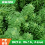 水生植物聚草 聚 草苗 長勢喜人 自產(chǎn)自銷 基地種植 綠化工程苗