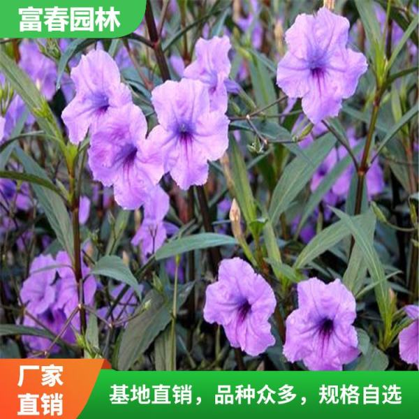 矮生翠芦莉