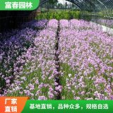 紫嬌花基地種植面積大規(guī)格全 花壇花鏡鑲邊配植 庭院陽臺(tái)盆栽