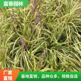 金边麦冬地种植 花叶麦 冬 庭院绿化造景配植 花坛花镜绿化