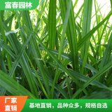 基地供应吉祥草 护坡植物 园林绿化工程改造苗 易成活