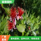 出售菲油果 花壇花鏡景區(qū)園林綠化改造苗 行道樹風景樹