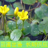 苗圃出售荇菜 陽(yáng)臺(tái)庭院景觀綠植栽培 園林水體造景觀花植物苗