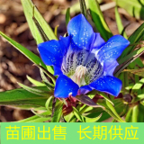 苗圃出售龍膽花 花壇花鏡種植觀賞苗 道路園林栽培花卉