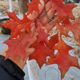 出售櫟樹(shù)系列：沼生櫟 紅針櫟庭院綠化公園小區(qū)街道風(fēng)景樹(shù)