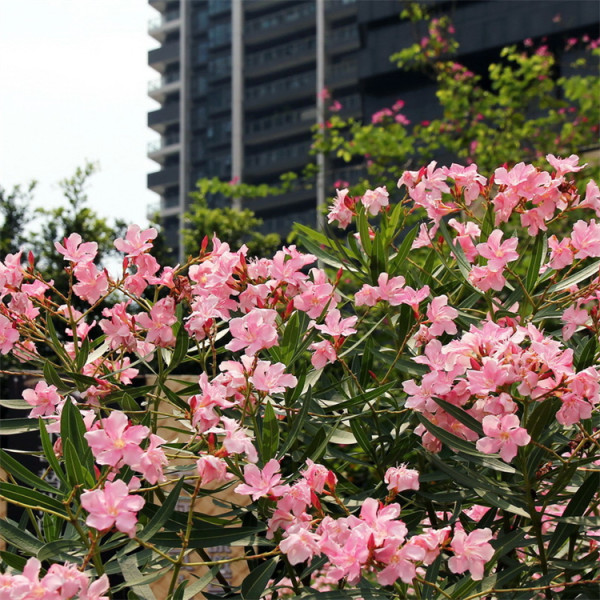 粉花夾竹桃批發(fā)