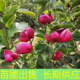 苗圃出售郁金香玉兰 花坛花镜观赏苗园林景区造景工程苗