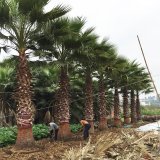 苗圃出售棕榈小苗 景区绿化造景工程配植苗 道路园区行道树