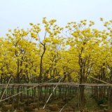 黃花風(fēng)鈴木行道風(fēng)景樹(shù) 性喜高溫 先花后葉 園林種植綠化基地