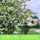 苗圃出售中華木繡球 園林綠化觀賞樹 風(fēng)景景區(qū)花海打造工程苗