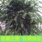 苗圃出售珊瑚樸 園林綠化風(fēng)景行道樹 庭院道路栽植工程苗