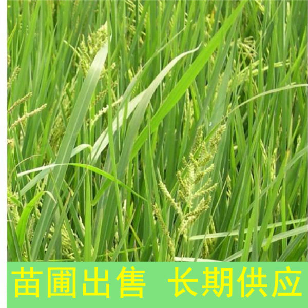 稗草價(jià)格