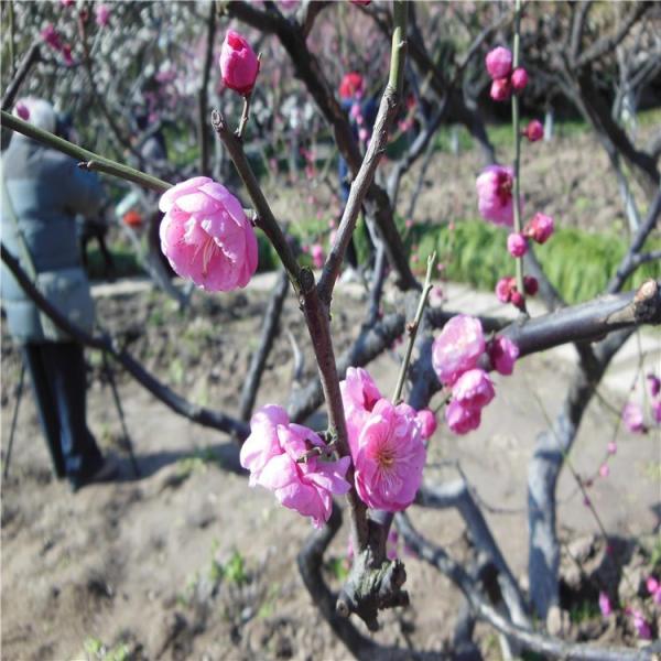 宫粉梅花价格