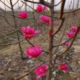 苗圃供應(yīng) 嬌紅牡丹玉蘭 別墅庭院綠化苗木 公園園林景觀樹苗