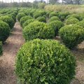 瓜子黃楊球 城市道路綠化 園林景觀小區(qū)觀賞植物 工程綠化用