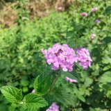 供应蔓马缨丹 150杯苗 四季常青 庭院道路观花植物绿化造景