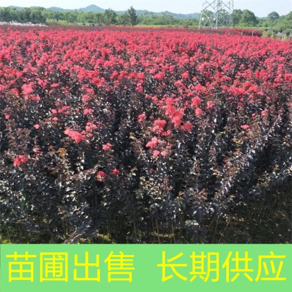 紫葉紅花紫薇價(jià)格