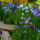 日本花菖蒲 黄花 水生植物 水体湖面绿化造景工程苗