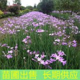 苗圃出售花叶紫娇花 花坛花镜观赏苗 景区种植造景观花植物