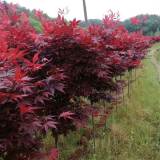 三季紅紅楓 日本紅楓樹苗 園林色塊綠化造景 行道景觀樹