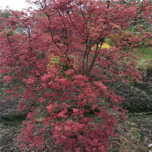 三季紅紅楓