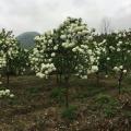 木本繡球 庭院綠化造景灌木 花壇花鏡觀賞花卉 園林改造