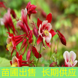 苗圃出售耬斗菜 花壇花鏡觀賞時令花卉 園林花海打造工程苗