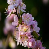 郁李 花坛花镜造景 庭院绿化配植工程苗 新农村建设改造苗